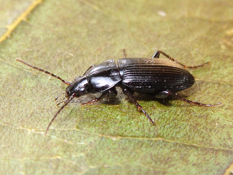 Carabidae: Pterostichus vernalis